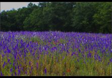 purple larkspur field.jpg